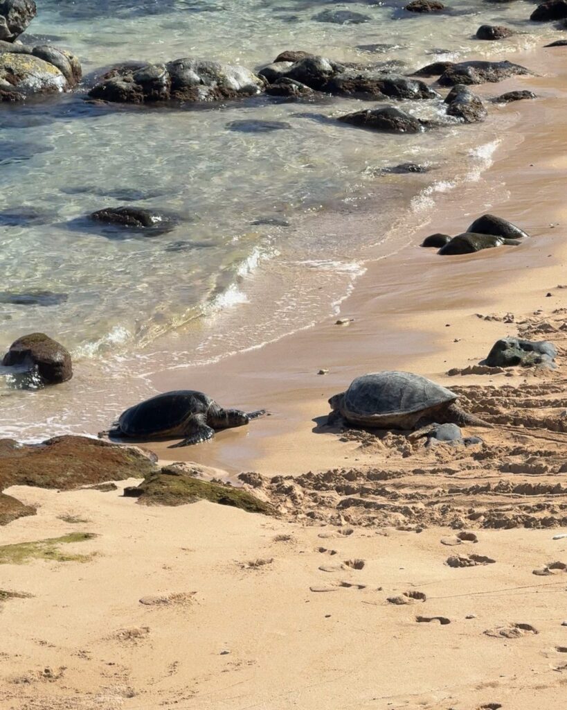 Sea turtles coming in and out of the water at Ho’okipa Beach Park