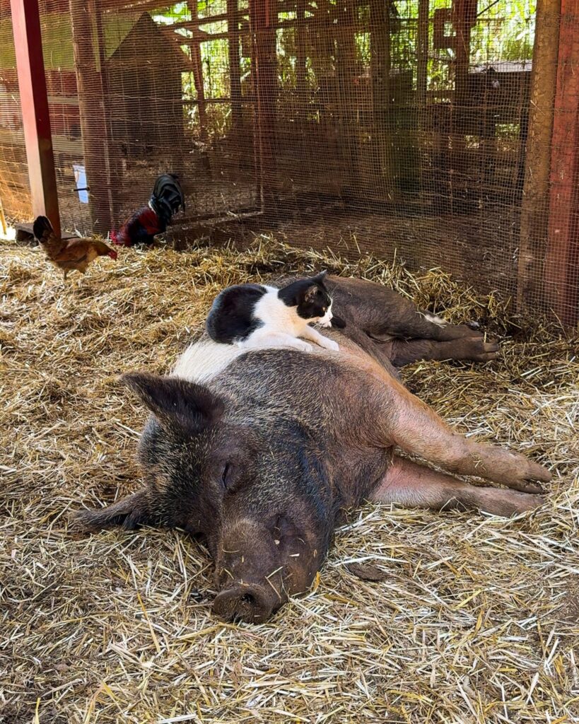 A cat sitting on a pig at Leilani Farm Sanctuary
